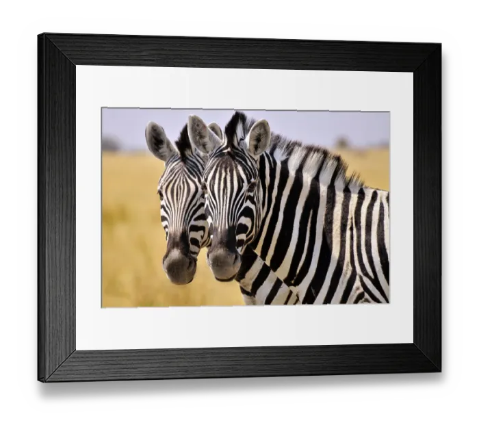 Framed Print : Faces of two Plains Zebras (Equus quagga) Framed Print : Faces of two Plains Zebras (Equus quagga)