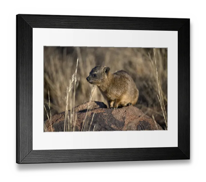 Framed Print : Klippschliefers (Procavia capensis)