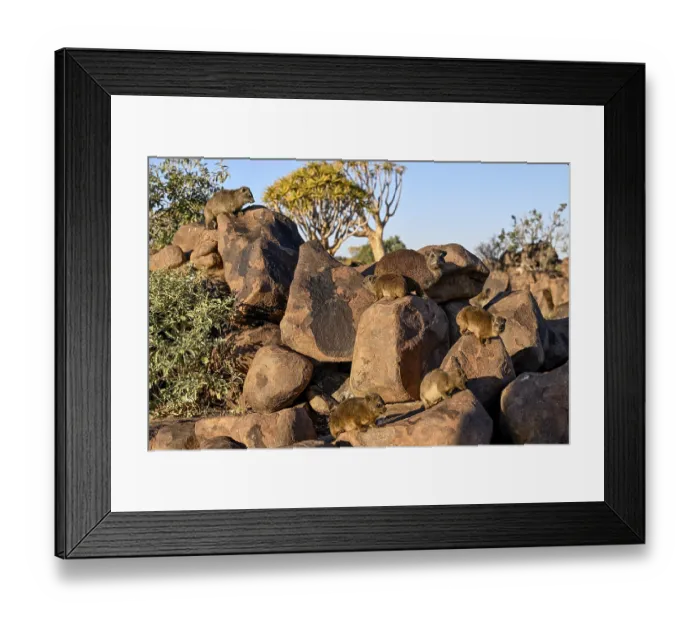 Framed Print : Klippschliefer (Procavia capensis) Framed Print : Klippschliefer (Procavia capensis)
