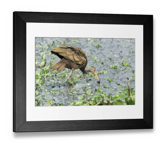 Framed Print : Limpkin (Aramus guarauna) feeding on snail