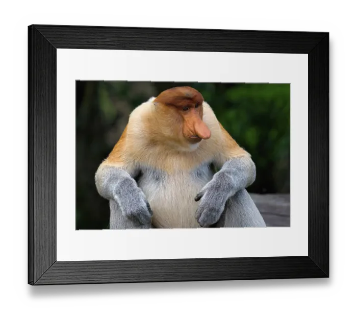 Framed Print : Endemic Proboscis monkey or Long-nosed monkey (Nasalis larvatus) Framed Print : Endemic Proboscis monkey or Long-nosed monkey (Nasalis larvatus)