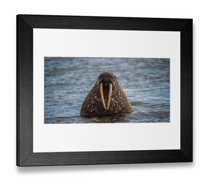 Framed Print : Walrus (Odobenus rosmarus) in water