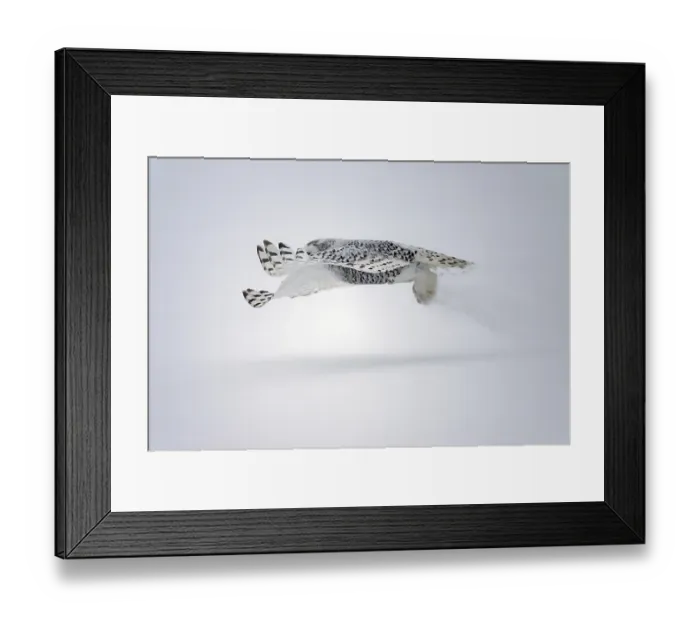 Framed Print : Female Snowy Owl (Nyctea scandiaca) (Syn) Framed Print : Female Snowy Owl (Nyctea scandiaca) (Syn)