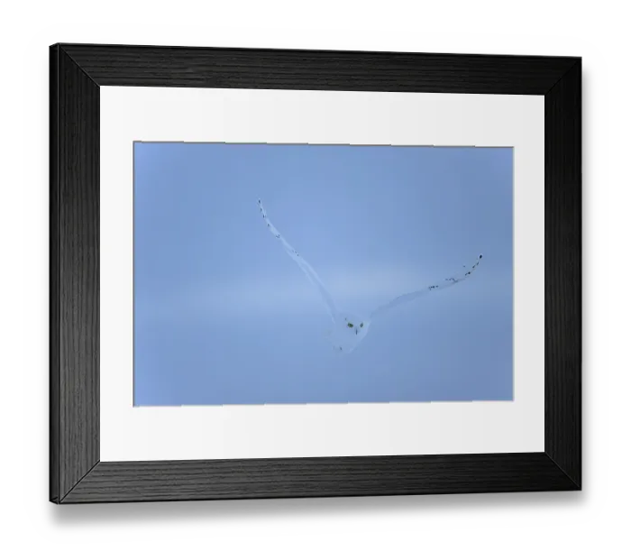 Framed Print : Male snowy owl (Nyctea scandiaca) (syn) Framed Print : Male snowy owl (Nyctea scandiaca) (syn)