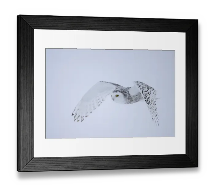 Framed Print : Snowy owl (Nyctea scandiaca) female Framed Print : Snowy owl (Nyctea scandiaca) female