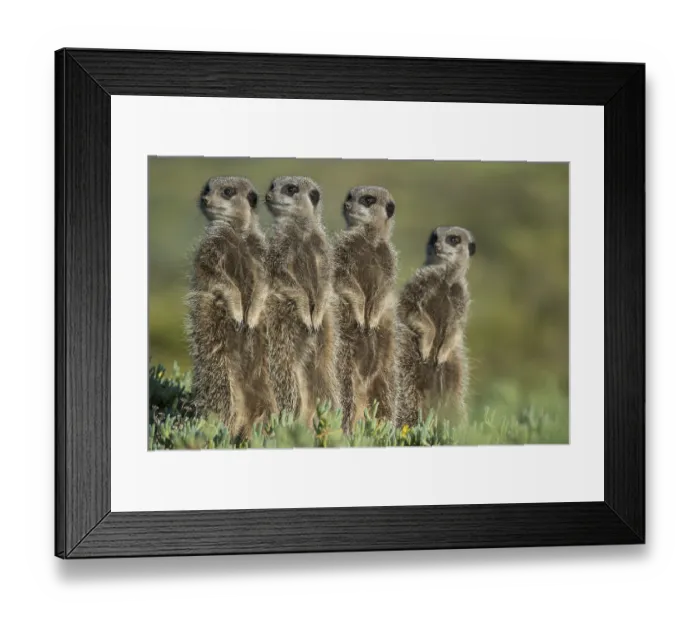Framed Print : Group of Meerkats (Suricata suricatta) looking curiously Framed Print : Group of Meerkats (Suricata suricatta) looking curiously