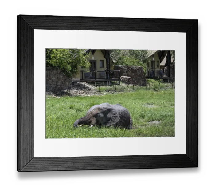 Framed Print : African elephant (Loxodonta africana) in front of Tau Lodge