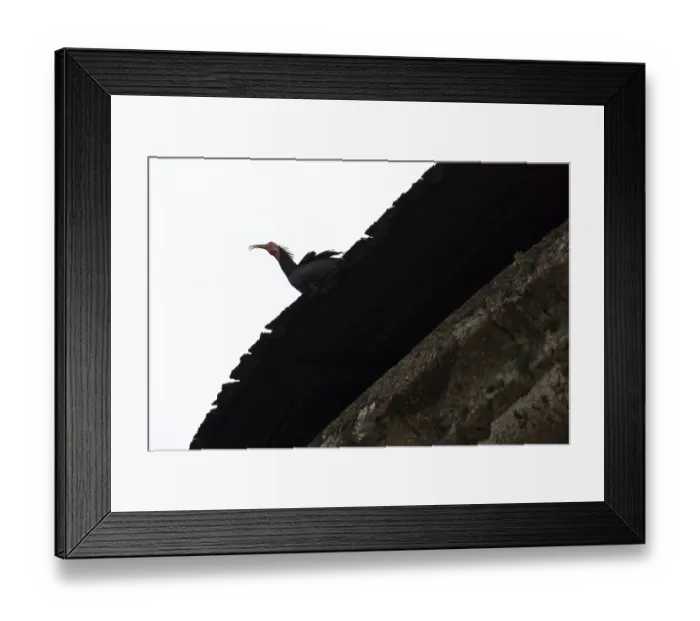 Framed Print : Northern bald ibis (Geronticus eremita)