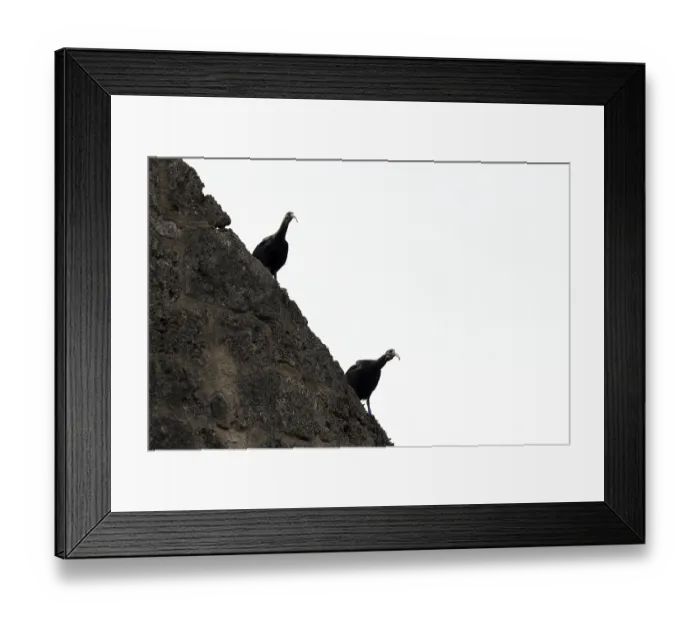 Framed Print : Northern Bald Ibis (Geronticus eremita) Framed Print : Northern Bald Ibis (Geronticus eremita)