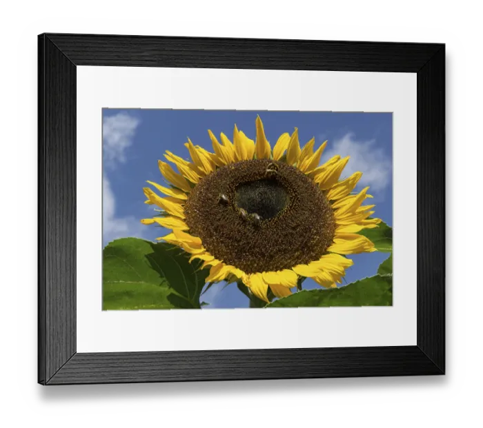 Framed Print : Sunflower (Helianthus annuus), bees collecting nectar
