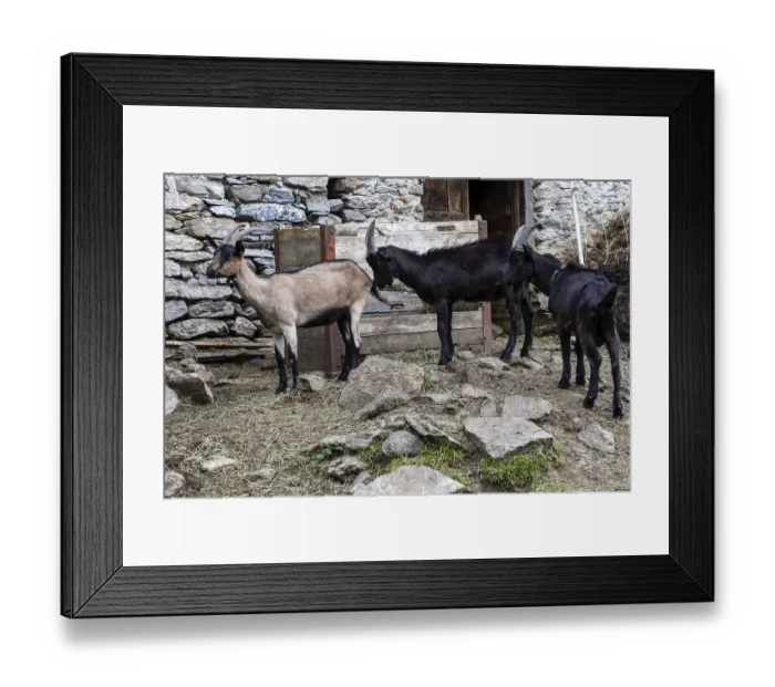 Framed Print : Goats (Capra) in front of a goat pen