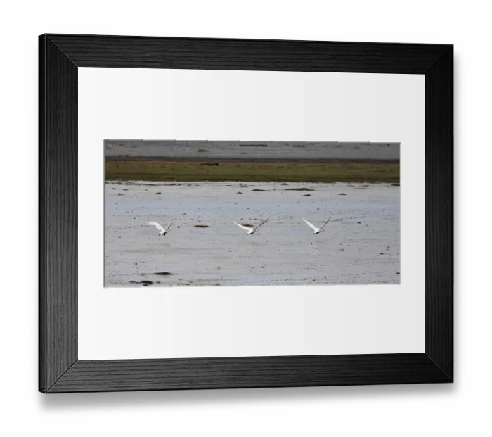 Framed Print : Whooper Swans (Cygnus cygnus) in flight