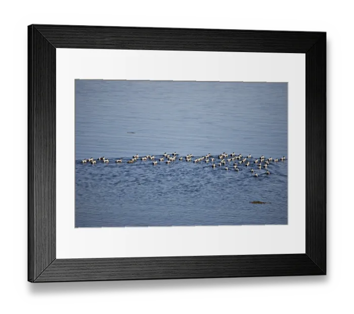 Framed Print : Common Eiders (Somateria mollissima) Framed Print : Common Eiders (Somateria mollissima)