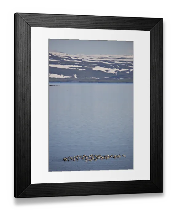 Framed Print : Common Eiders (Somateria mollissima)