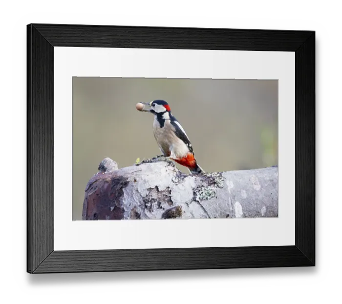 Framed Print : Great spotted woodpecker (Dendrocopus major) ml Germany