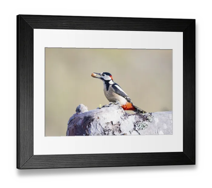 Framed Print : Great spotted woodpecker (Dendrocopus major) ml Germany
