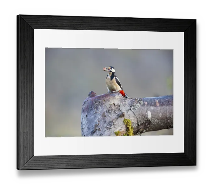 Framed Print : Great spotted woodpecker (Dendrocopus major) ml Germany Framed Print : Great spotted woodpecker (Dendrocopus major) ml Germany