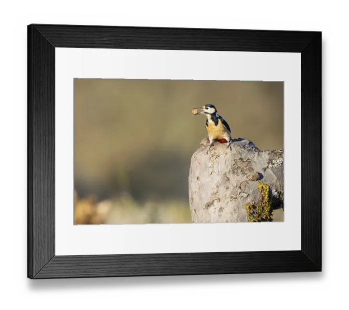 Framed Print : Great spotted woodpecker (Dendrocopus major) ml Germany