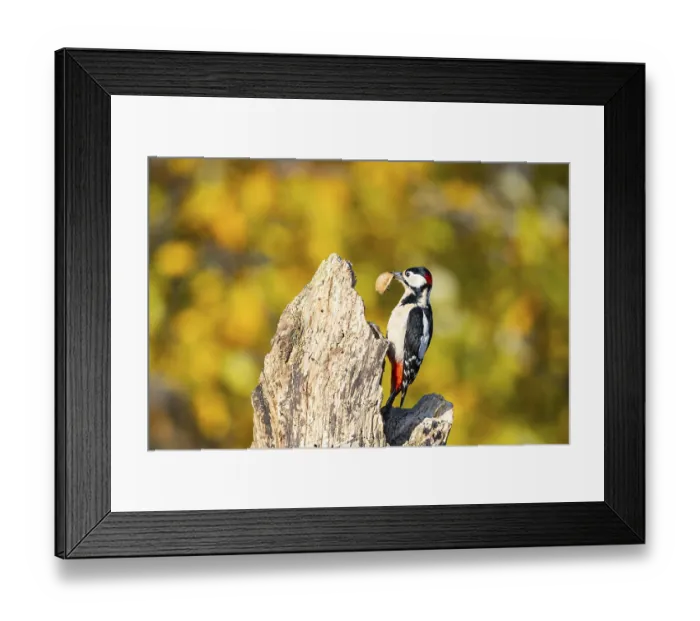 Framed Print : Great spotted woodpecker (Dendrocopus major) ml Germany