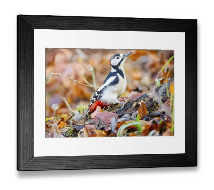 Framed Print : Great spotted woodpecker (Dendrocopus major) ml Germany