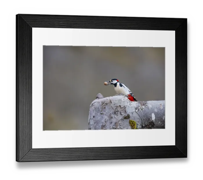 Framed Print : Great spotted woodpecker (Dendrocopus major) ml Germany