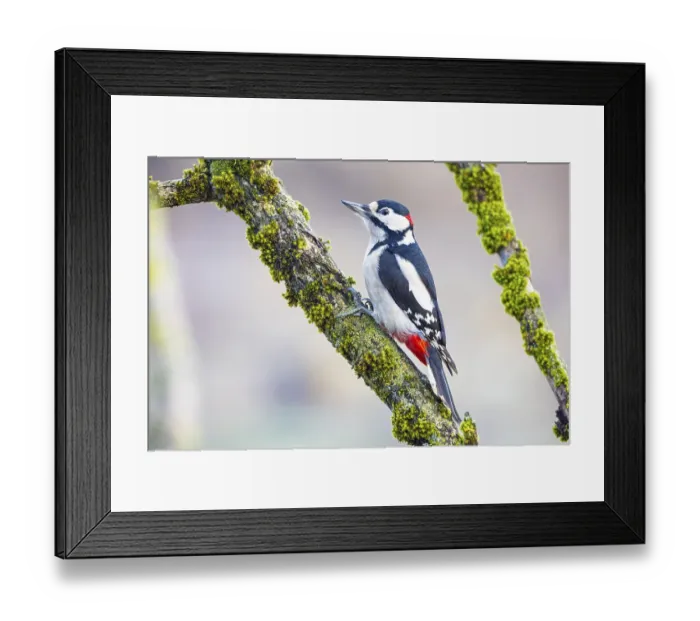 Framed Print : Great spotted woodpecker (Dendrocopus major) ml Germany
