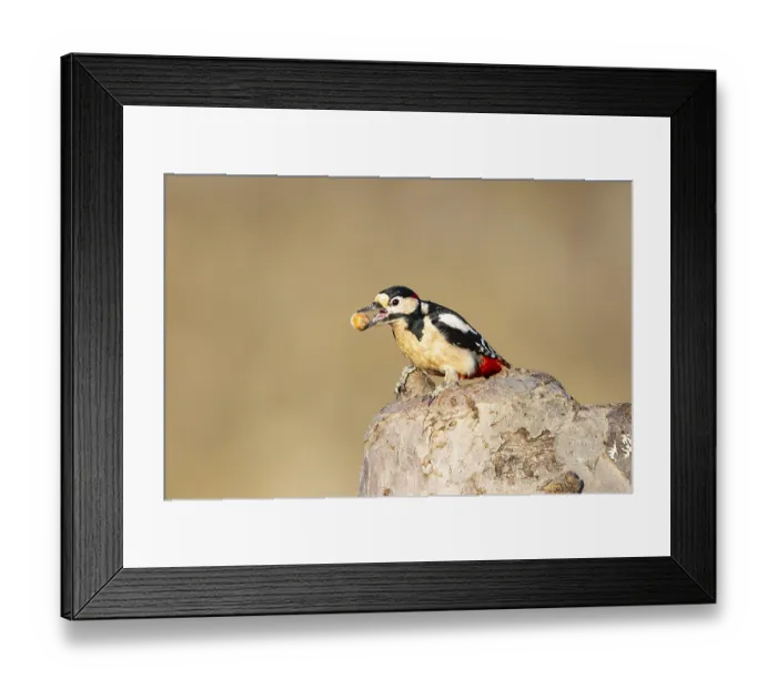 Framed Print : Great spotted woodpecker (Dendrocopus major) ml Germany