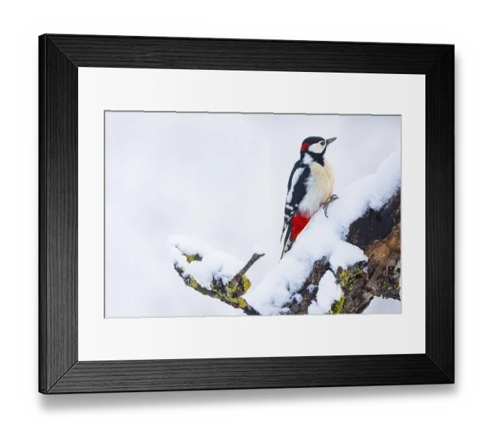 Framed Print : Great spotted woodpecker (Dendrocopus major) ml Germany