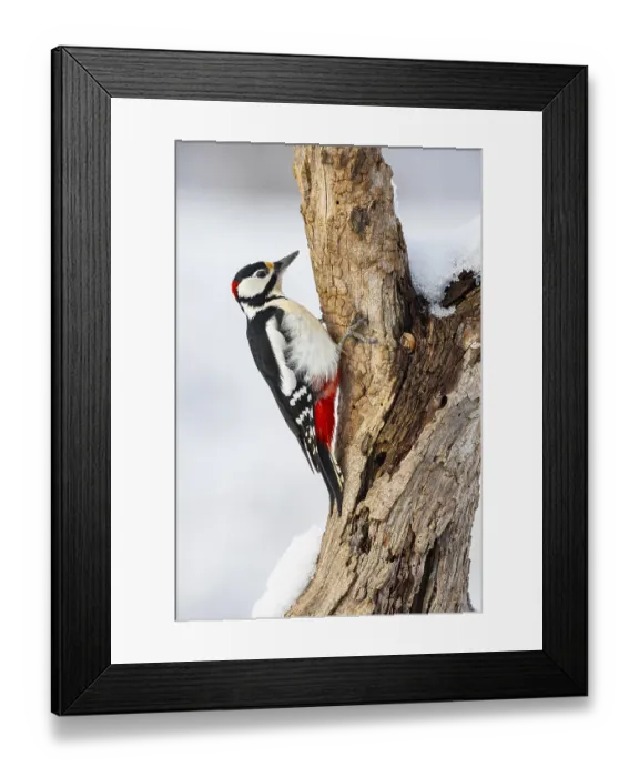 Framed Print : Great spotted woodpecker (Dendrocopus major) ml Germany