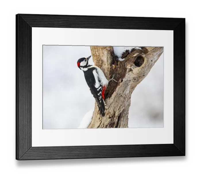 Framed Print : Great spotted woodpecker (Dendrocopus major) ml Germany