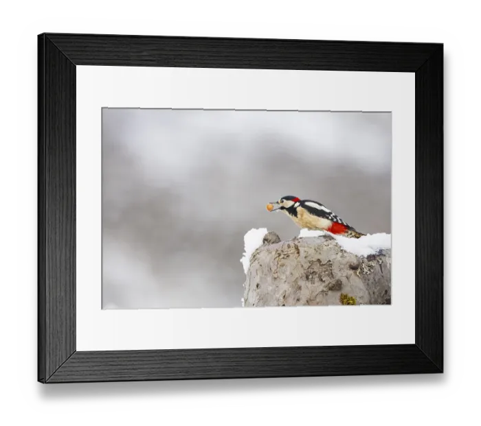 Framed Print : Great spotted woodpecker (Dendrocopus major) ml Germany