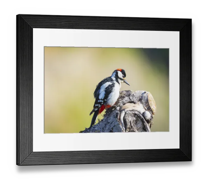 Framed Print : Great spotted woodpecker (Dendrocopus major) ml Germany