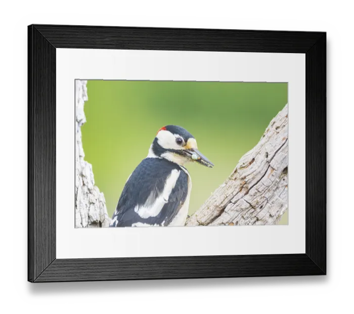 Framed Print : Great spotted woodpecker (Dendrocopus major) ml Germany
