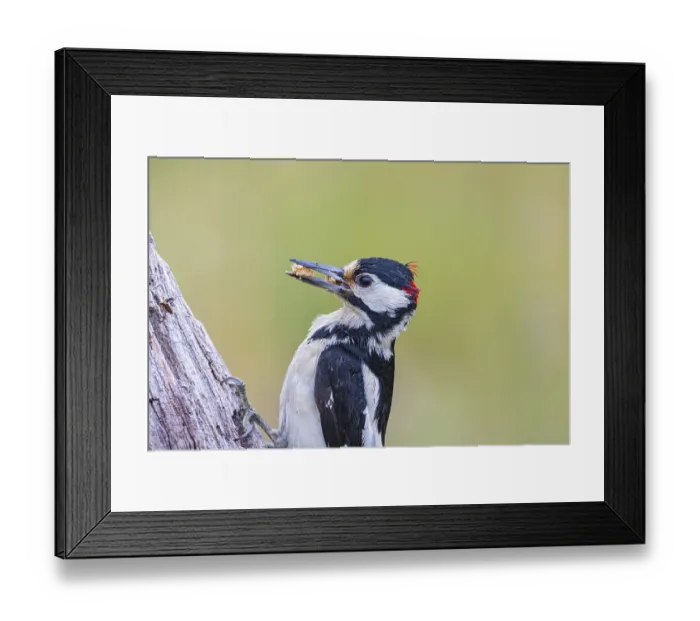 Framed Print : Great spotted woodpecker (Dendrocopus major) ml Germany