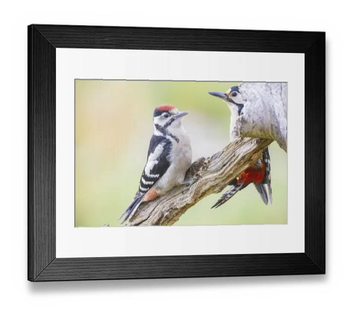 Framed Print : Great spotted woodpecker (Dendrocopus major) ml Old bird feeding young bird Germany Framed Print : Great spotted woodpecker (Dendrocopus major) ml Old bird feeding young bird Germany