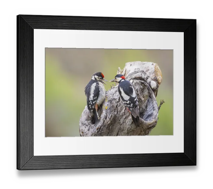 Framed Print : Great spotted woodpecker (Dendrocopus major) ml Old bird feeding young bird Germany Framed Print : Great spotted woodpecker (Dendrocopus major) ml Old bird feeding young bird Germany