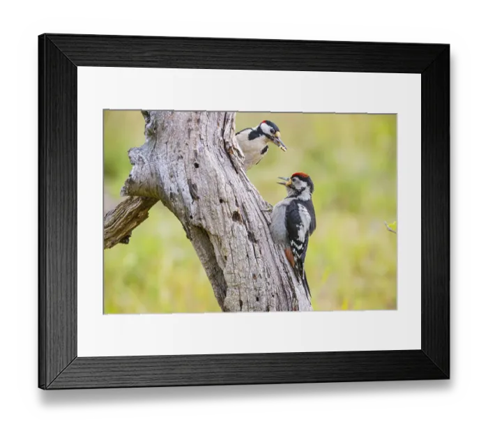 Framed Print : Great spotted woodpecker (Dendrocopus major) ml Old bird feeding young bird Germany