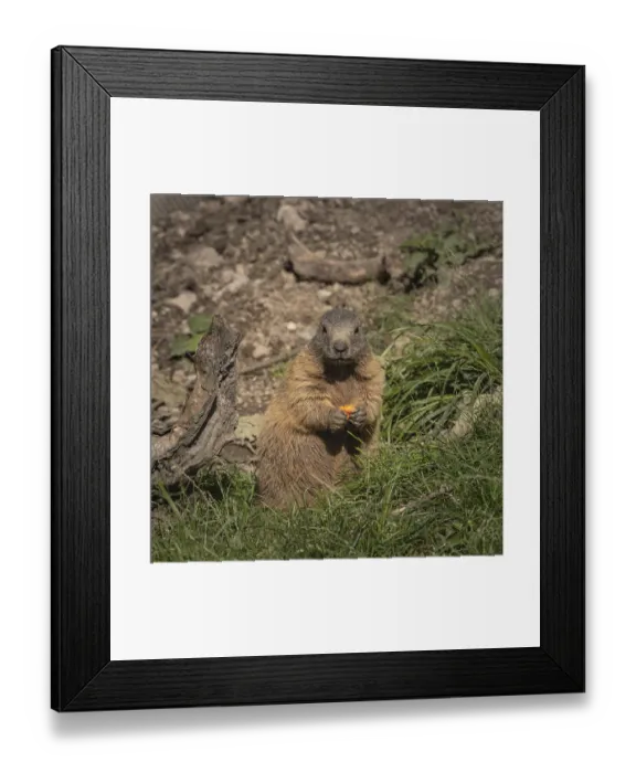 Framed Print : A marmot stands in the grass and looks straight into the camera with a carrot in its paws