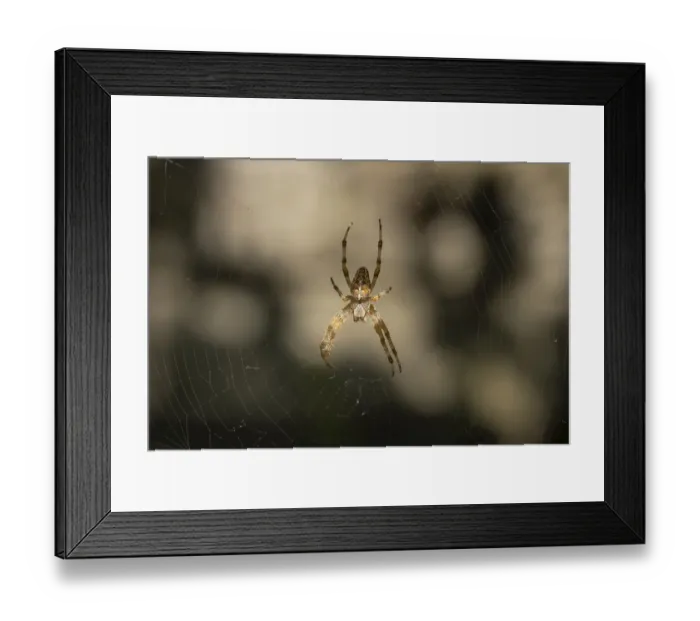 Framed Print : A garden cross spider sits in its web with a blurred Framed Print : A garden cross spider sits in its web with a blurred