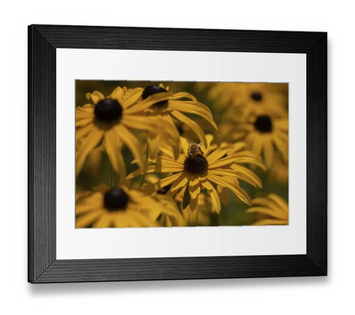 Framed Print : A bee sitting on the yellow flower of a rudbeckia surrounded by other flowers