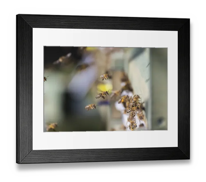Framed Print : Beehive with flying bees, spring in the Swabian Alb