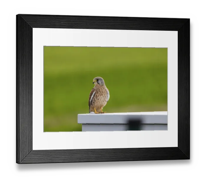 Framed Print : Kestrel (Falco tinnunculus). Weilheim an der Teck