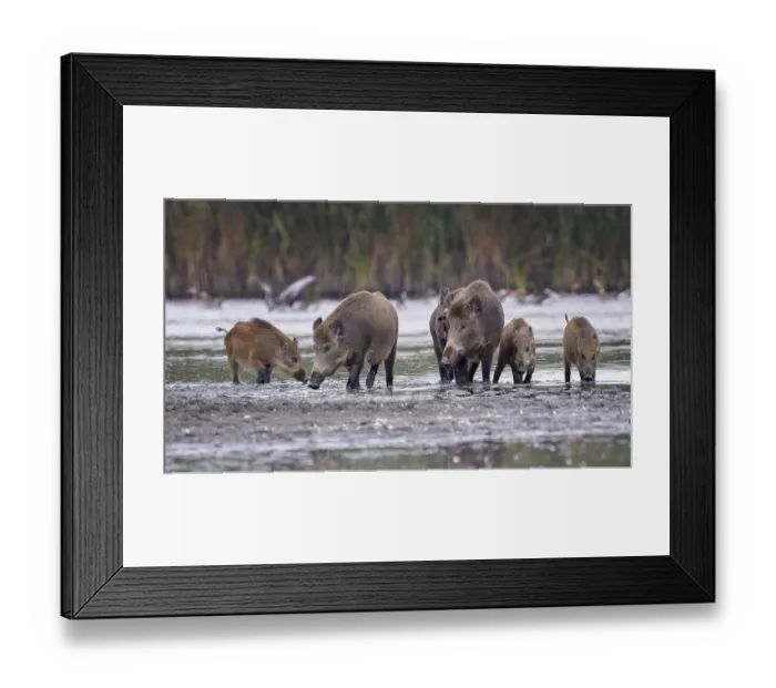 Framed Print : Wild boar (Sus scrofa), hunter's term for wild boar