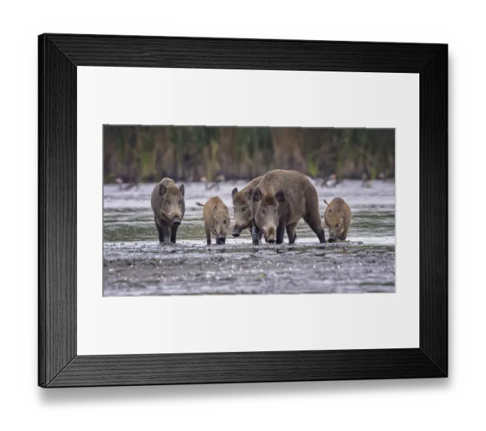 Framed Print : Wild boar (Sus scrofa), hunter's term for wild boar Framed Print : Wild boar (Sus scrofa), hunter's term for wild boar
