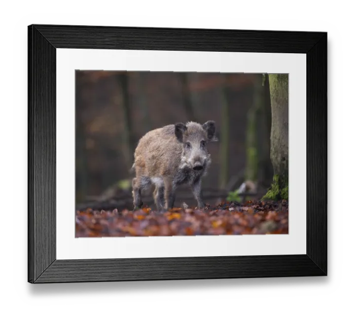 Framed Print : Wild Boar (Sus scrofa), Daun, Rhineland-Palatinate