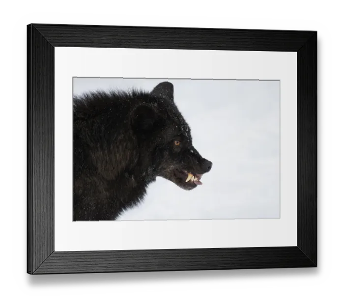 Framed Print : Eastern Wolf (Canis lupus lycaon) with bared teeth