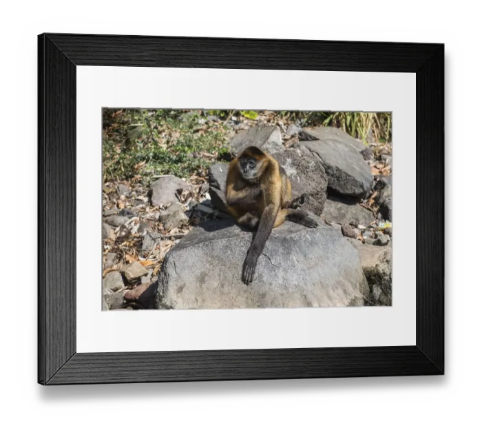 Framed Print : Spider monkey (Ateles geoffroyi) Framed Print : Spider monkey (Ateles geoffroyi)