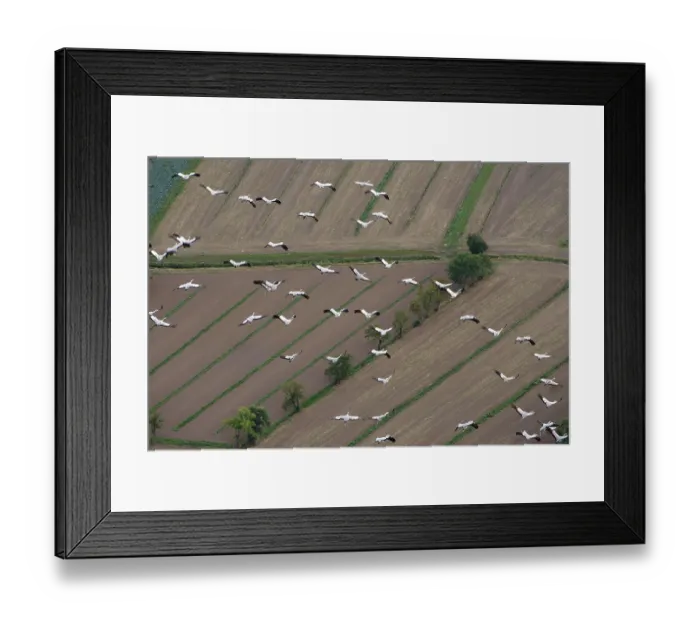 Framed Print : Aerial view, Bird migration of Common cranes (Grus grus)