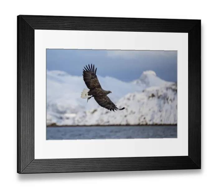 Framed Print : Eagle (Haliaeetus albicilla) in front of snowy mountains in flight