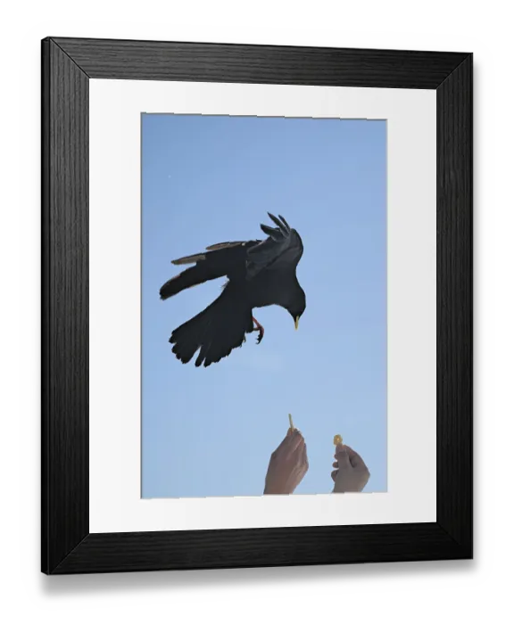 Framed Print : Alpine chough (Pyrrhocorax graculus) Framed Print : Alpine chough (Pyrrhocorax graculus)